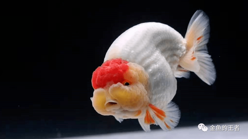 代表金鱼之红顶兰寿代表金鱼之红顶虎代表金鱼之鹤顶红