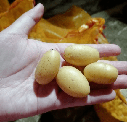 这么心疼的洋芋蛋蛋你见过吗