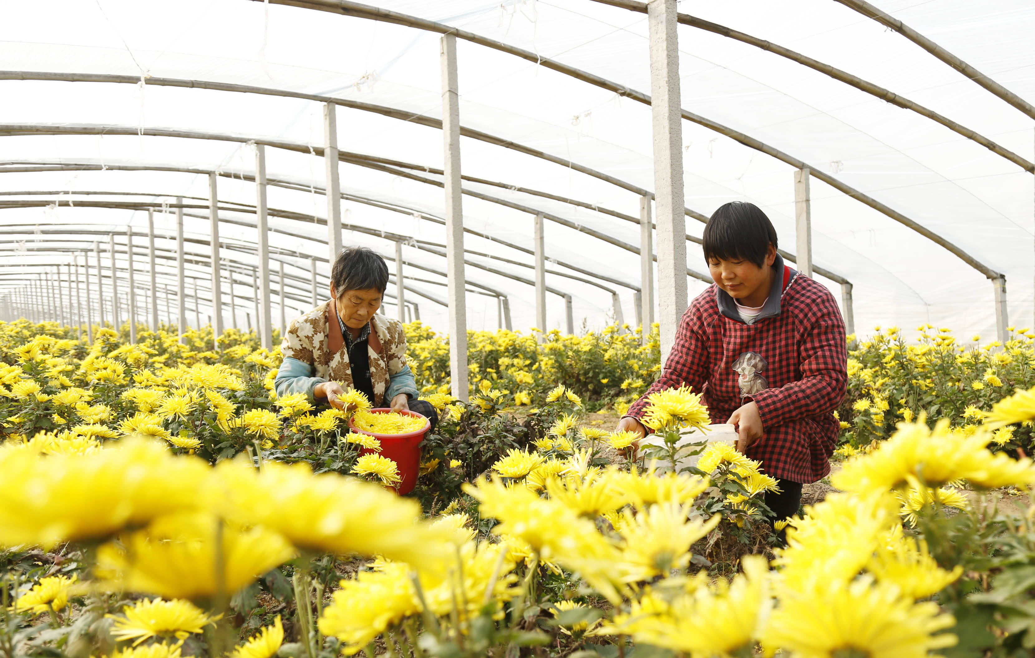 省新河县采取公司 合作社 基地 农户方式,引导农民发展特色菊花种植