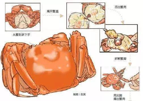 螃蟹内脏图解高清图片图片