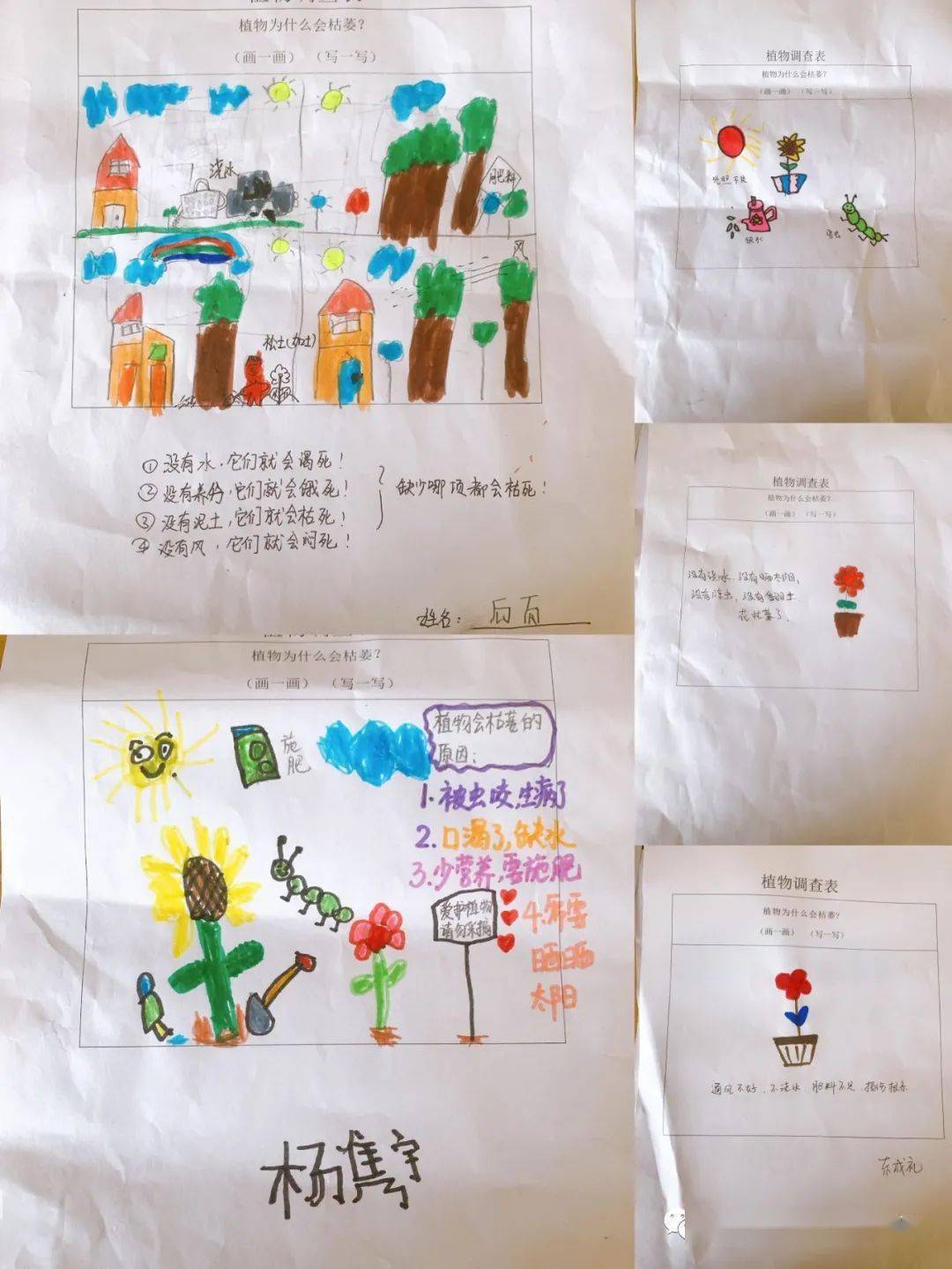 阳光下的向日葵 ——记永兴佳园幼儿园大一班班本课程