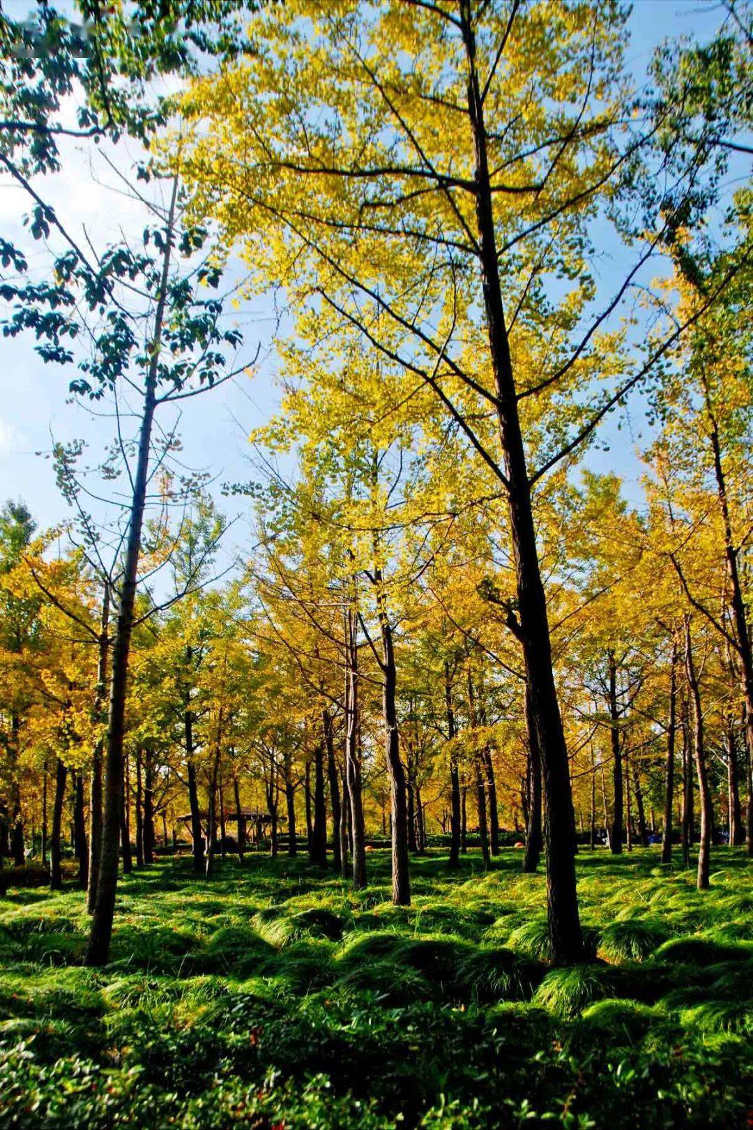 秋色满园,一起来黄兴公园赏秋吧