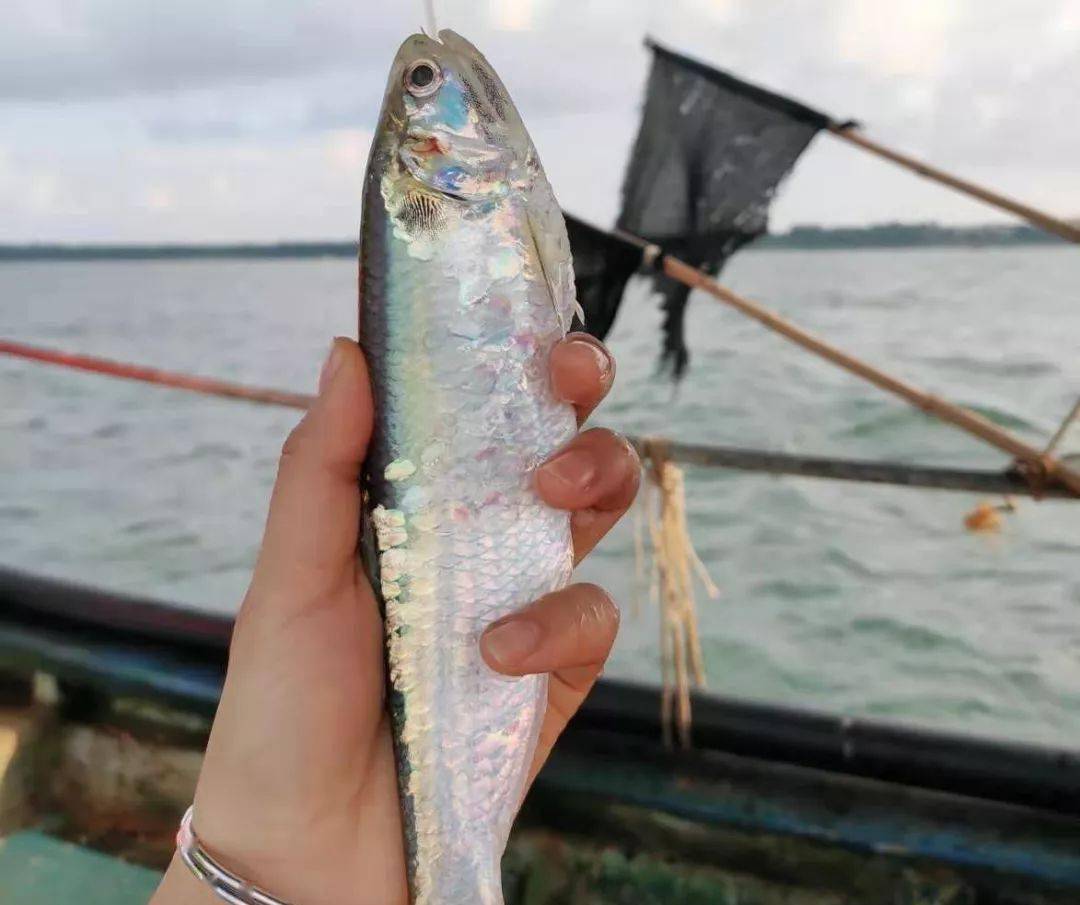 【会玩】中国第一大原生态火山岛——硇洲岛怎么玩?赶海看日出啊!