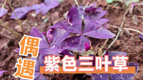 偶遇大片紫色三叶草,长势强悍,很适合养在家里