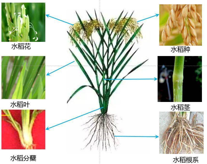 稻子的结构图图片