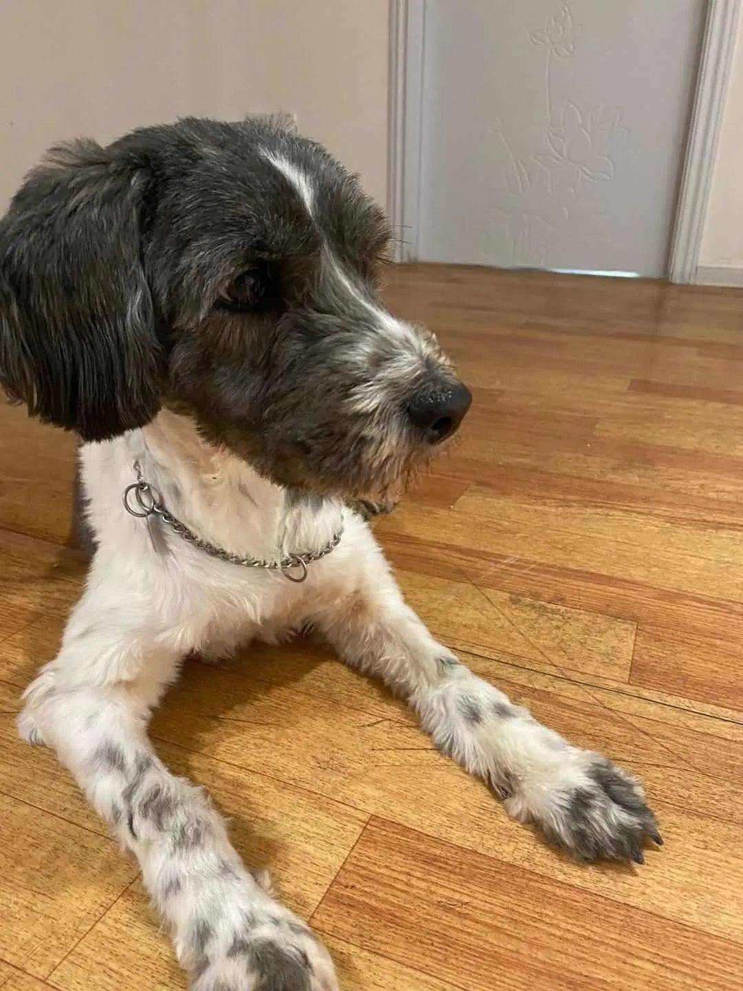 救助领养网红狗哈尼求领养