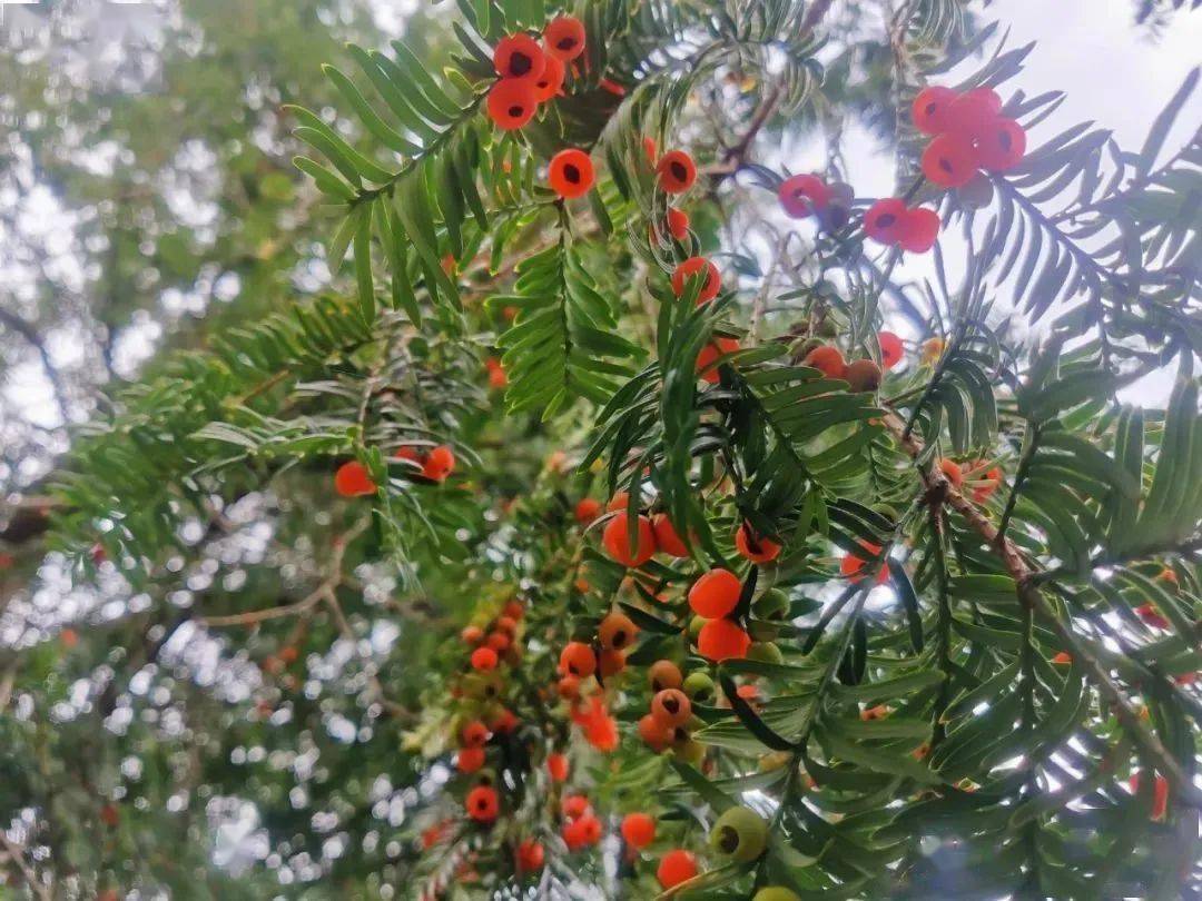 铜钹山红豆杉图片