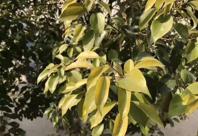 干货 | 入冬园林植物防寒攻略_冻害