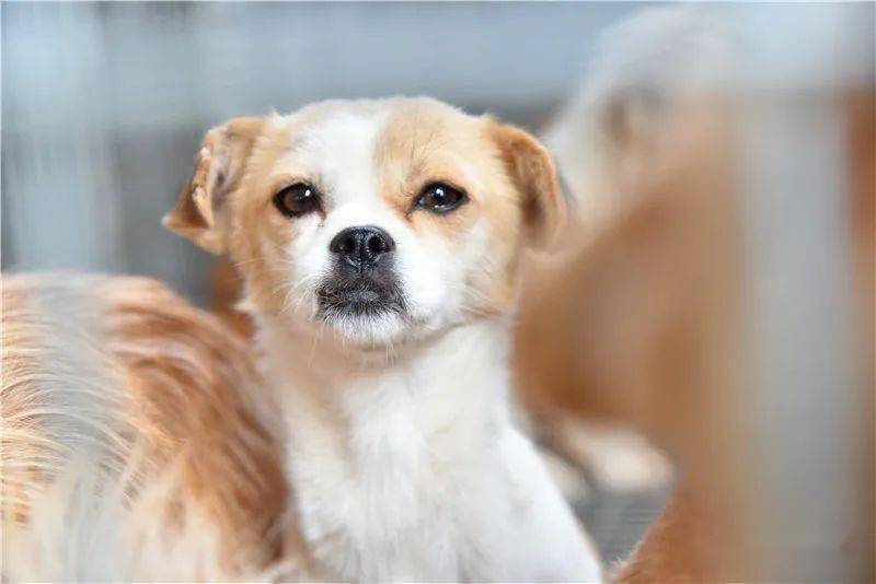 它們都是由汝州市城管執法局犬隻收容中心提供的,符合領養要求的犬隻