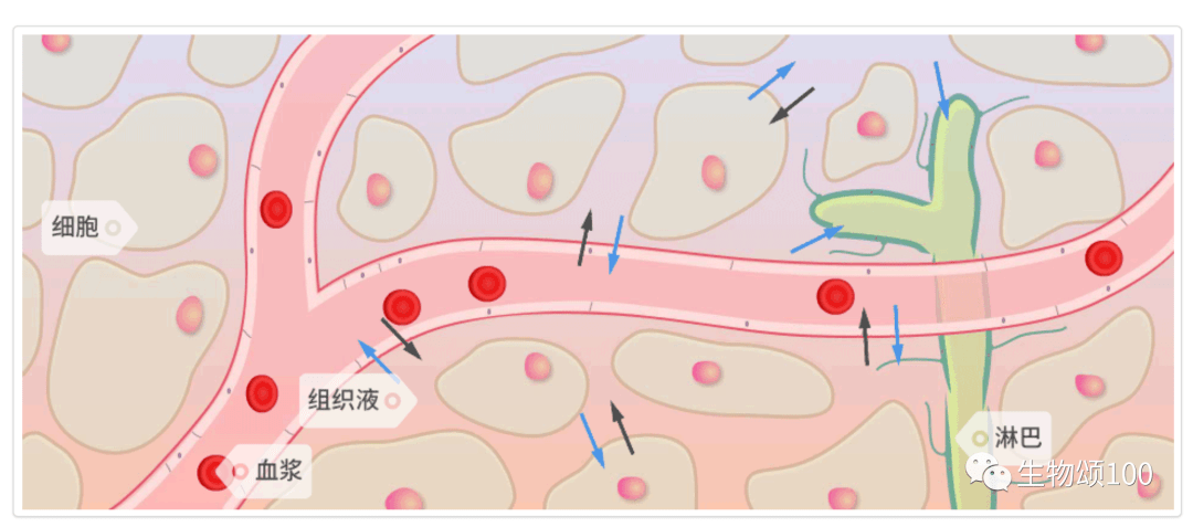 组织液的颜色图片