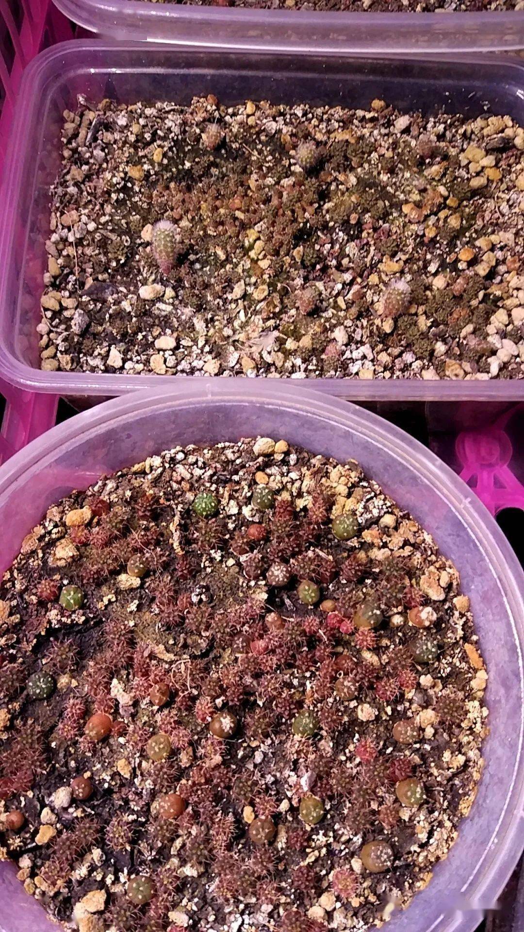 仙人球播种教程从播种到出苗养护