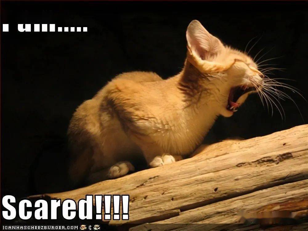 不过那只是"正常"的喵喵叫,只有到了发情期才会出现这种"恐怖"的叫声