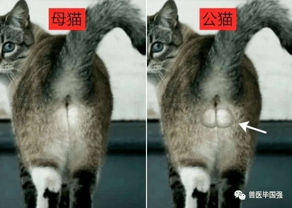 猫咪区分公母图片
