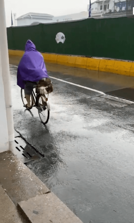 下雨天网友跟一只陌生狗狗一起躲雨但躲着躲着心碎一地