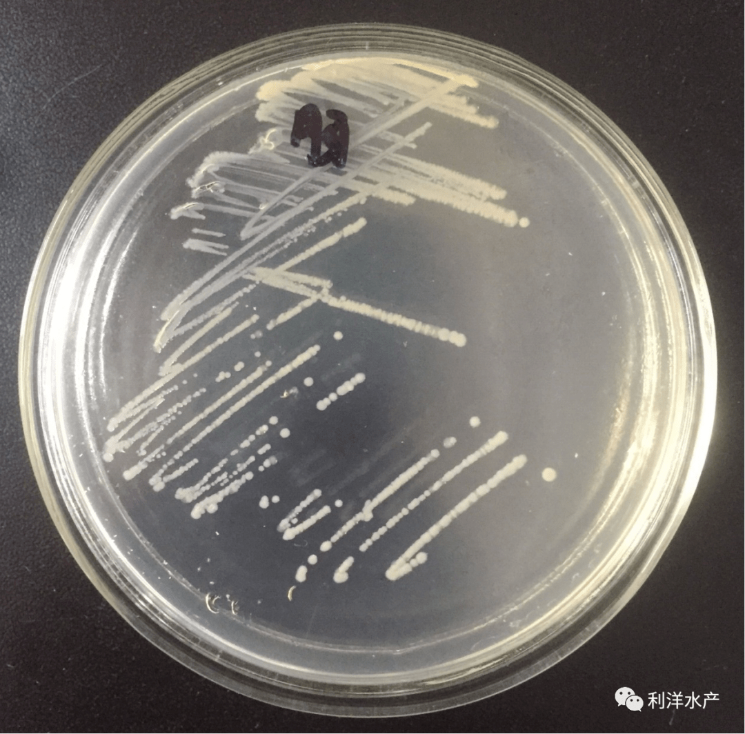 【技术分享】水产动物常见致病菌的初步鉴定方法_菌落
