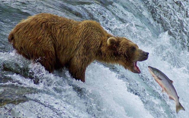 12动物之走兽类2虎熊马鹿大行动物