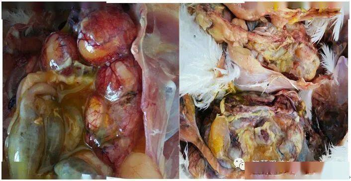 技術| 大腸桿菌與鼻氣管鳥疫桿菌混合感染的治療和防治_臨床