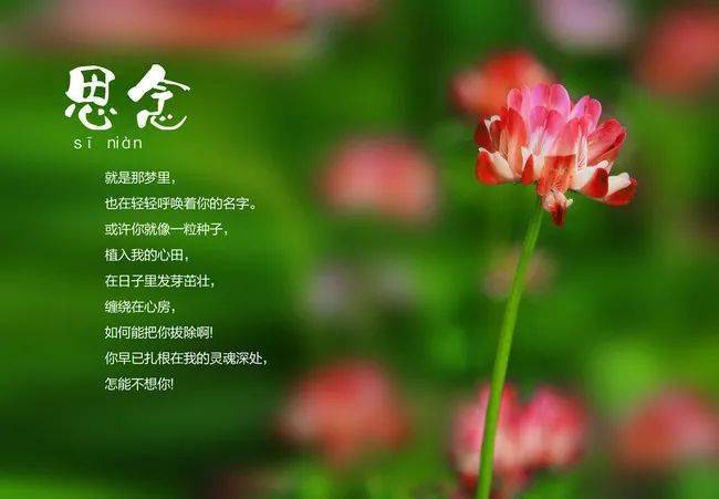 问侯,也是思念_朋友