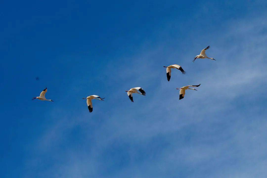 视觉太壮观图牧吉国家级自然保护区候鸟云集大迁徙