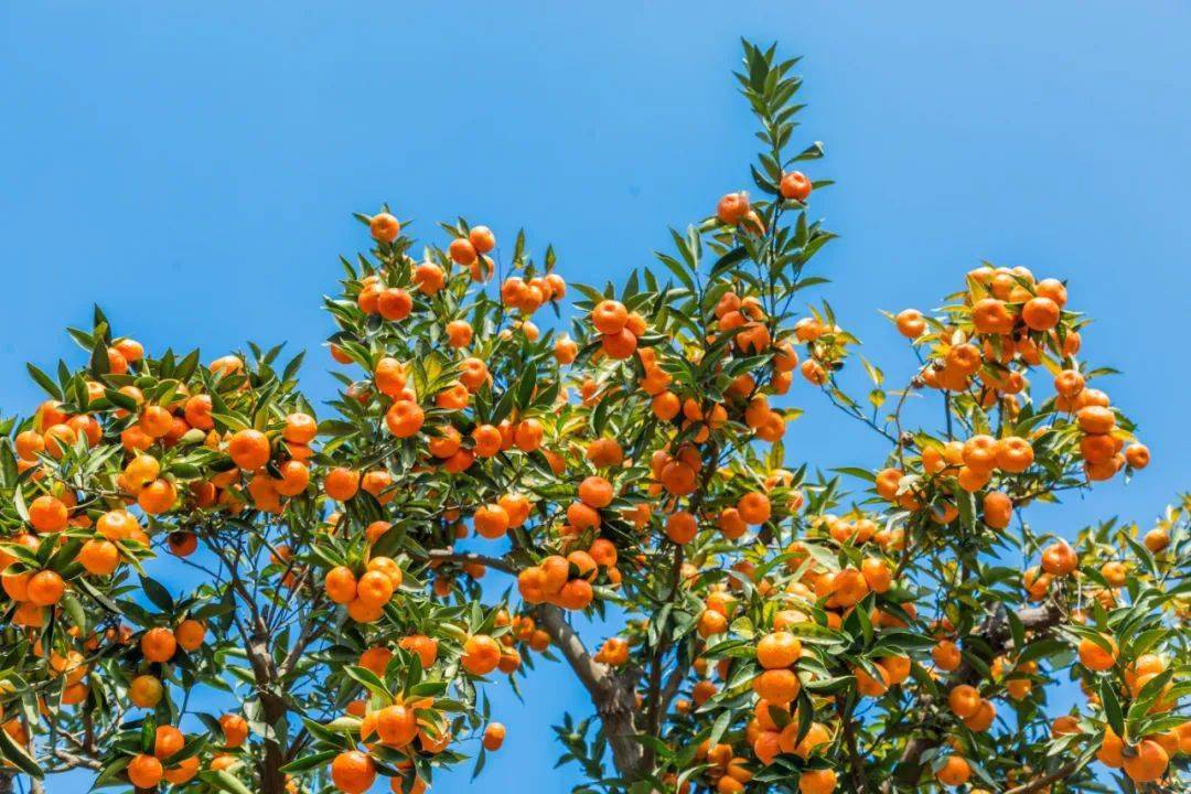 满枝头,雨花胜境橘园里的橘子熟了,深秋时节,秋色:洞庭红橘打卡地推荐