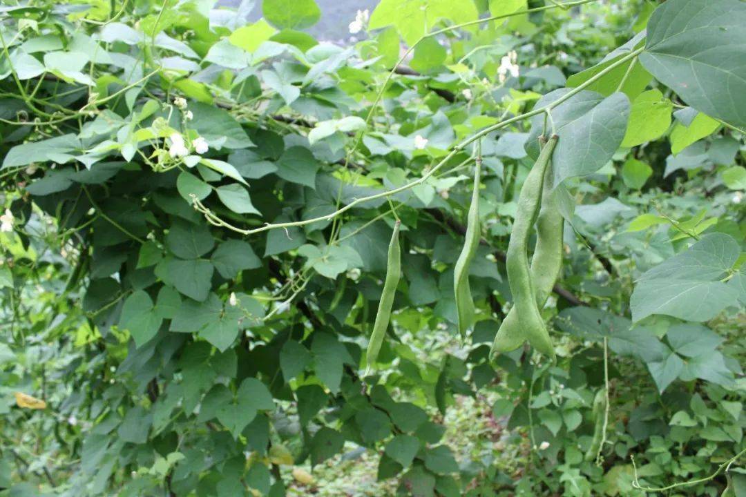 芸豆雖是豆但不易生出根粒菌栽種芸豆需要基肥又需要追肥