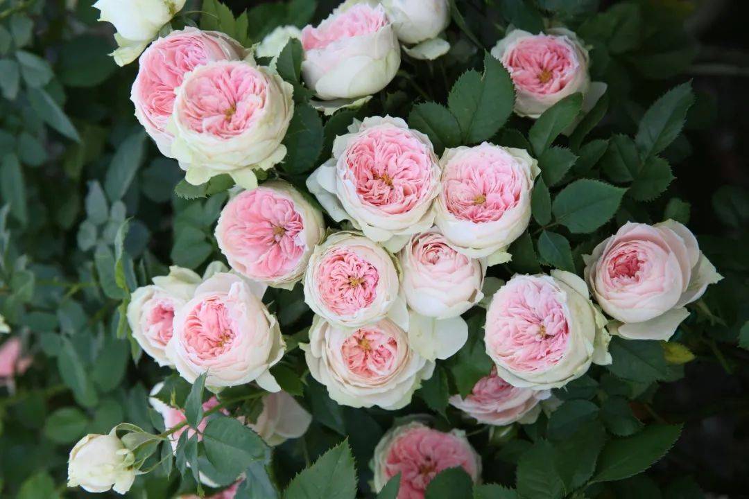 超值团购,抗病性丰花性超强的绒球门廊美植袋大苗!_手机搜狐网