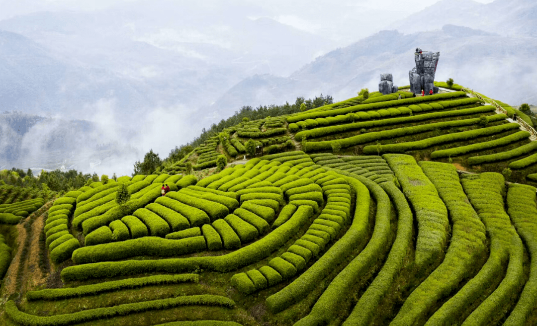 近年来,柘荣县委,县政府把茶叶作为重点发展的特色产业扶持,按照"扶大