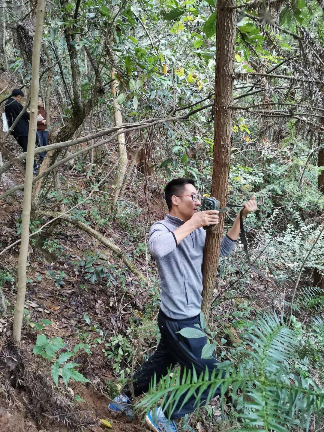 穿山甲种群数量在30年时间内已急剧下降现存的8个种均已濒危