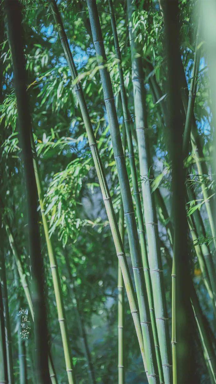 青青翠竹千竿万竿皆是人世的悠远