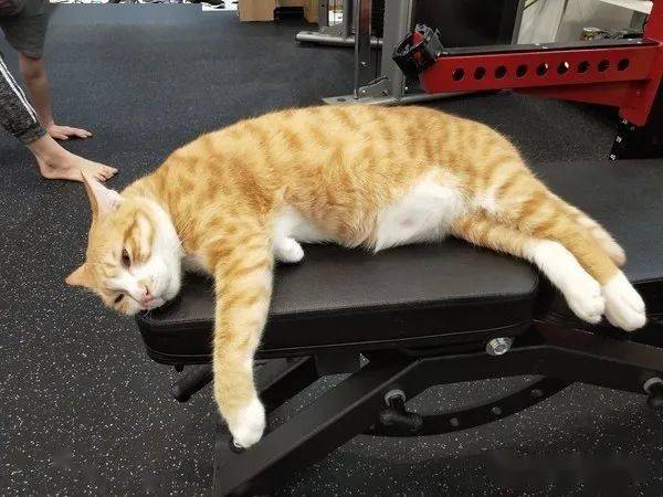健身房竟然让橘猫做店长?看看把孩子给累的.