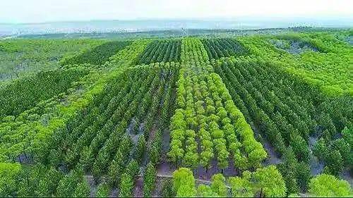 今冬明春全省计划人工造林150万亩