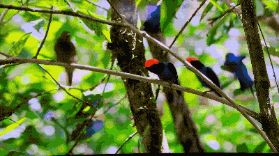 为什么这两个雄性会一起去求偶它们到底是什么关系是友谊吗