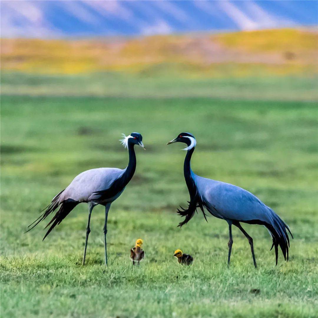 大美中国全国摄影大赛投稿作品欣赏——陈文作品_光圈