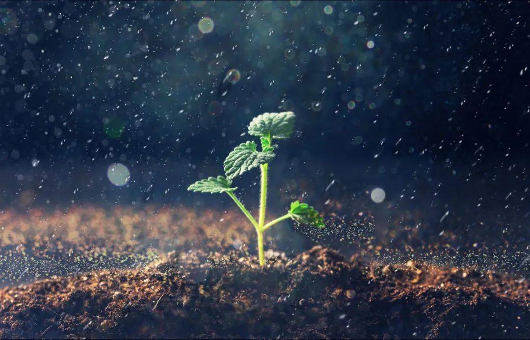 美文共赏 | 做人如草_小草