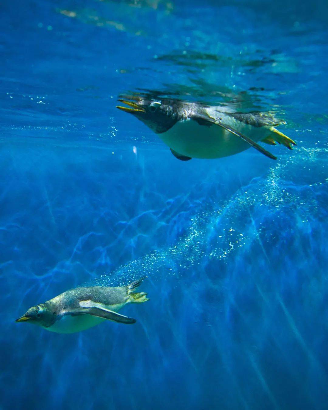 一大波企鹅已抵达泉城欧乐堡海洋极地世界请注意驻足观看