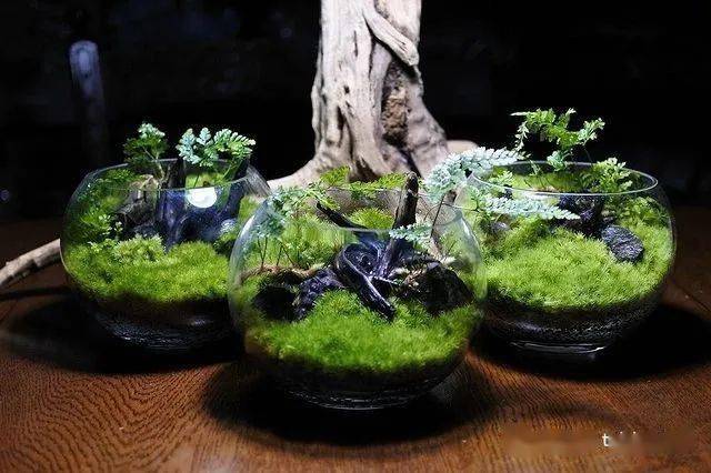 苔藓微景观作品300款设计