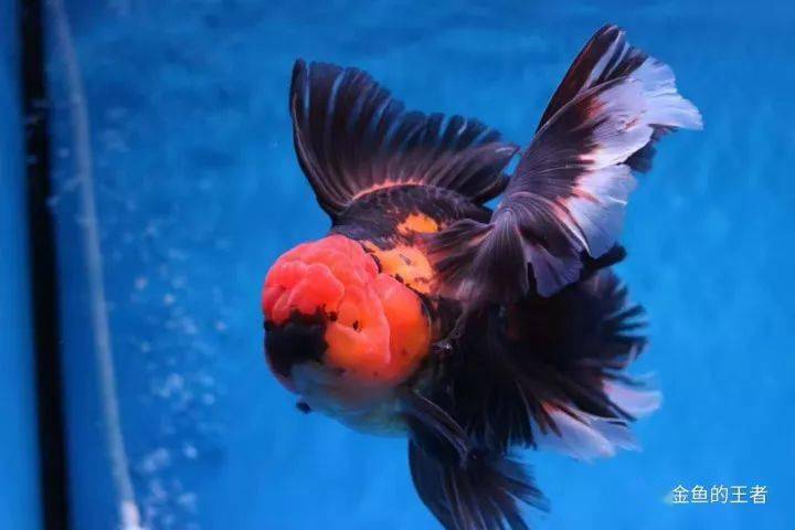 水流对泰狮的影响十分明显,遏制头瘤,鱼身体的生长