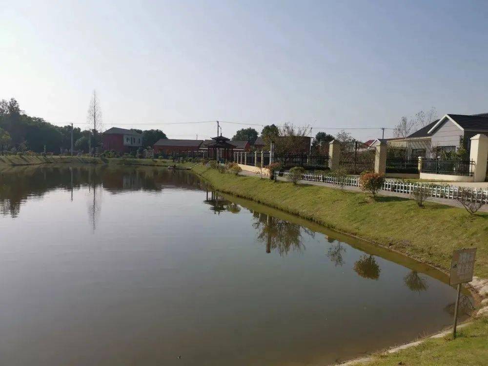 新时代文明实践无为市村巷田间抓活鱼看硕果累累听幸福心声