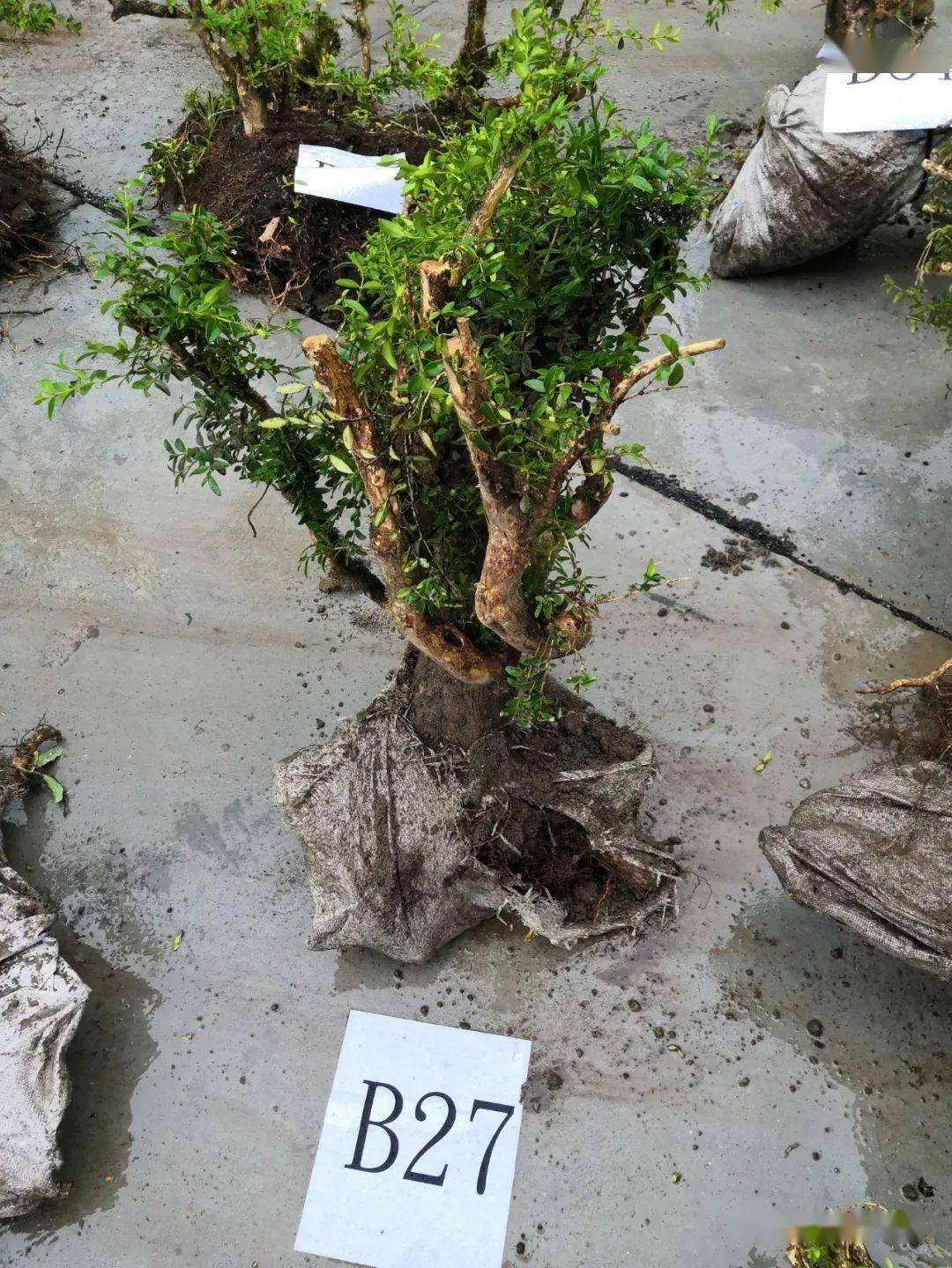 经鉴定,被盗挖的41株野生植物中35株为黄杨,6株为野生粗榧(水柏子)