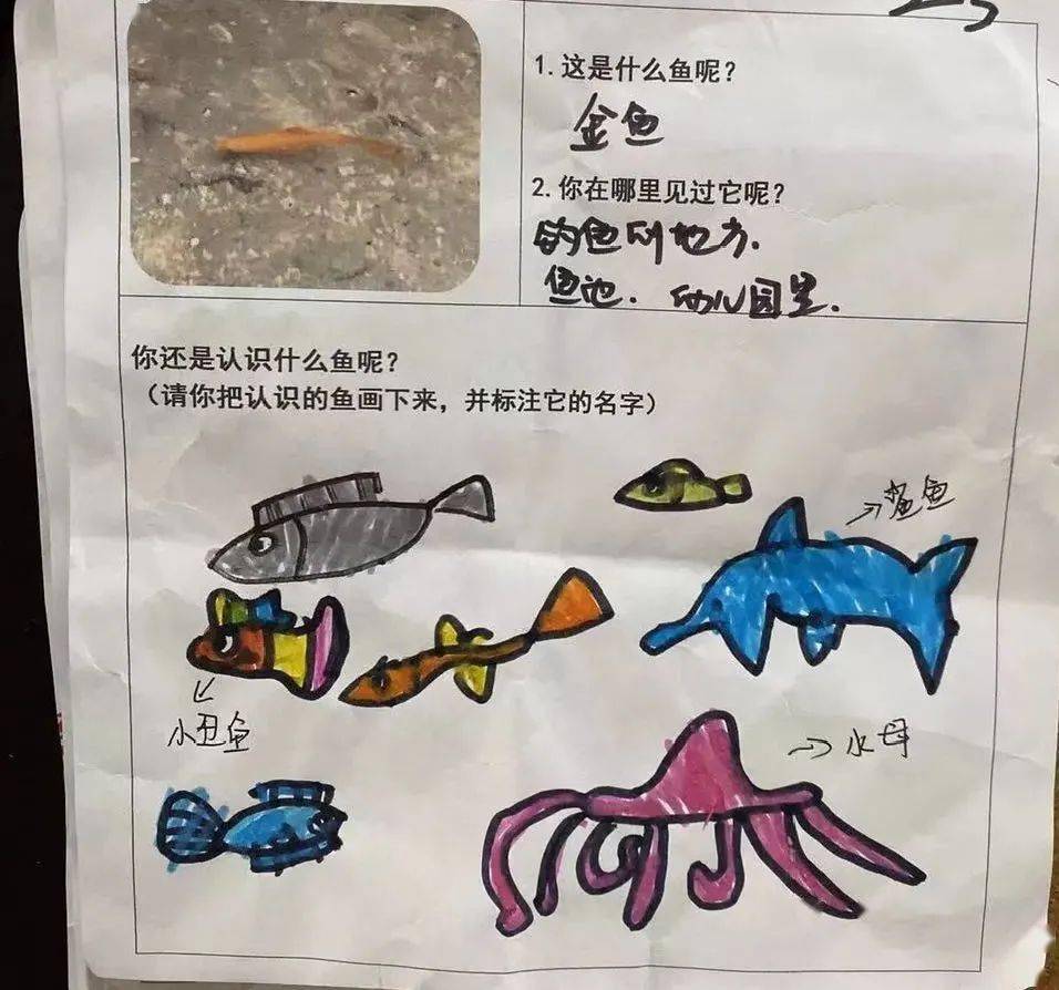 幼儿园主题鱼调查表图片