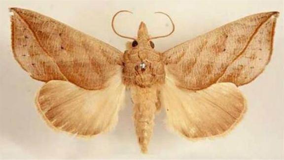 科学家在西伯利亚竟然发现了会吸血的飞蛾