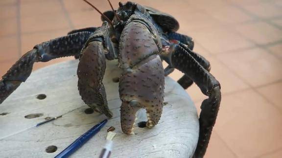 这货是虾吗见识一下它的钳子让你刮目相看