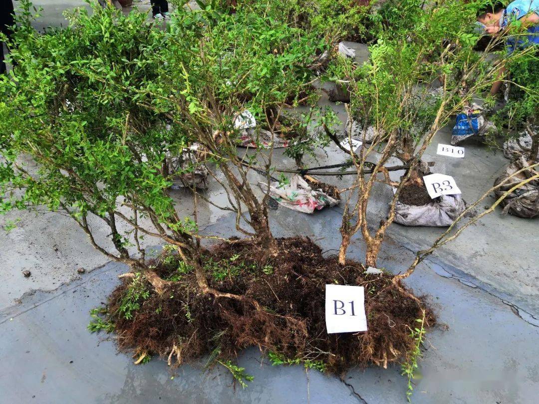 经鉴定,被盗挖的41株野生植物中35株为黄杨,6株为野生粗榧(水柏子)