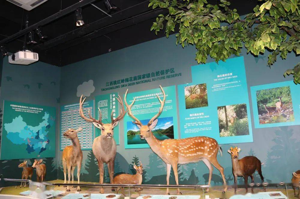 九江森林博物馆图片