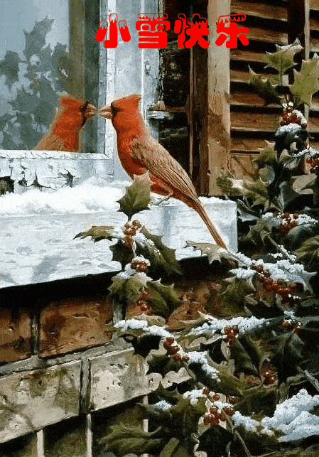 簇锦团"花"好运步步莲"花"爱情火树银"花"小雪节气,天气转凉气温降低