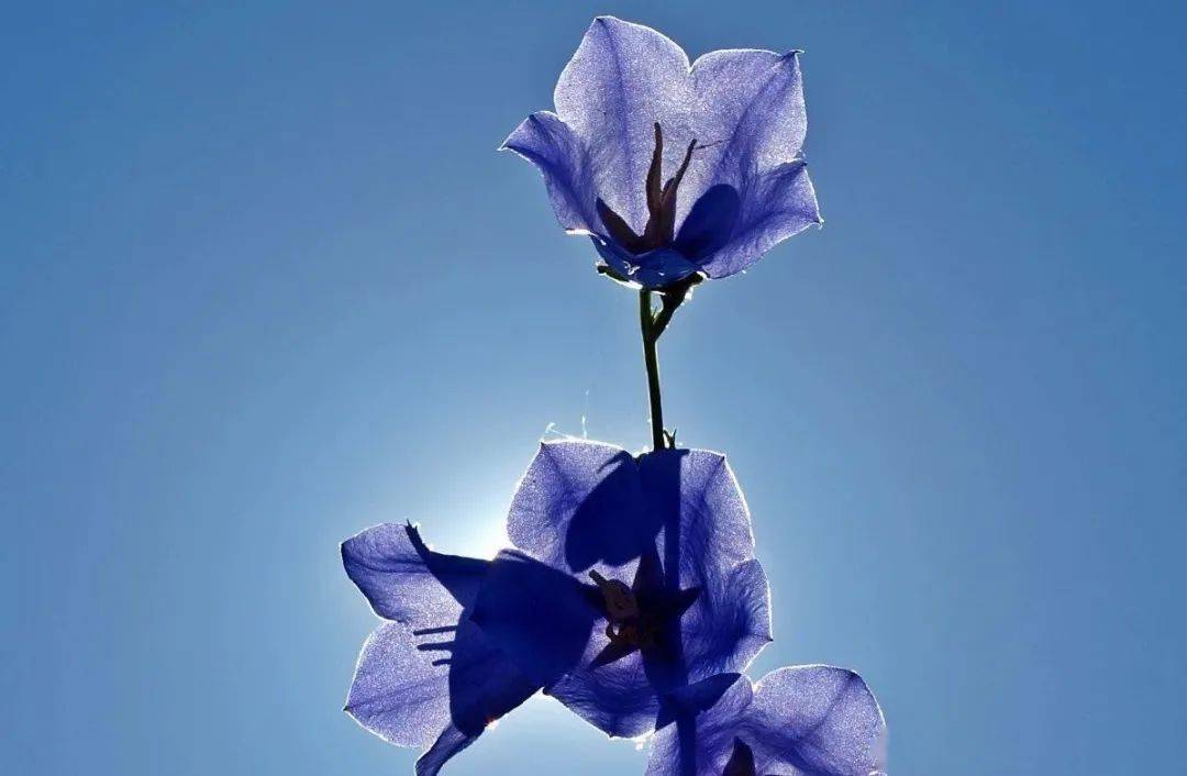 楼兰丝语 || 简媜:烟波蓝