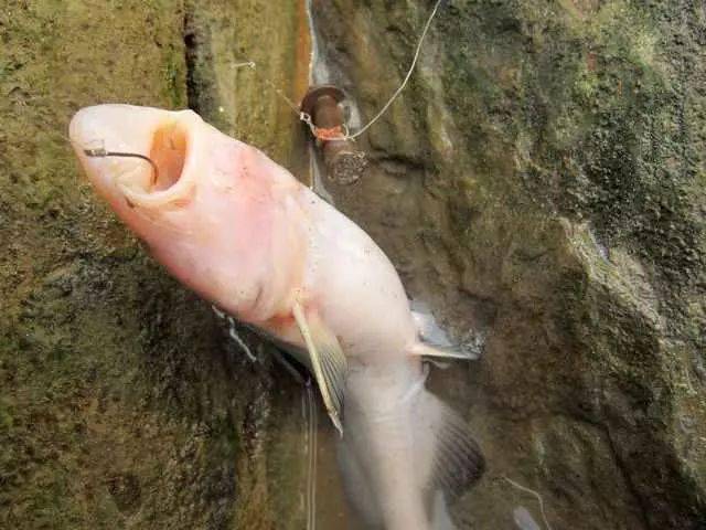 80年代初,长江边谁家生了孩子,就买此鱼熬汤