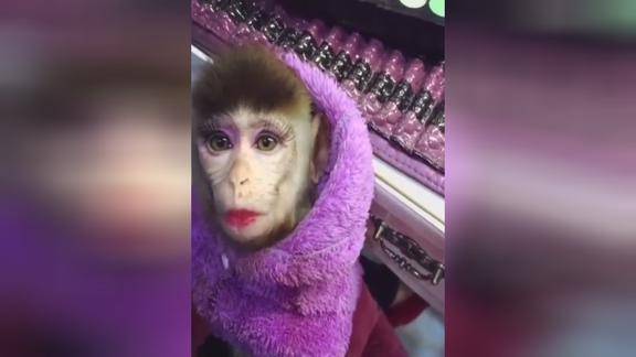 主人给猴子画了超浓的妆太逗了