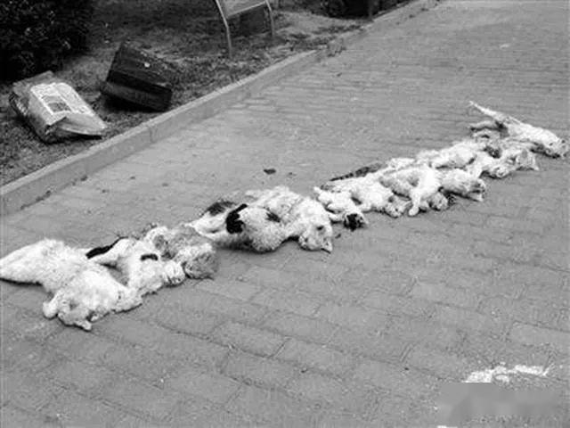 多只流浪猫被开膛破肚幼崽也不放过网友可以不爱但别伤害