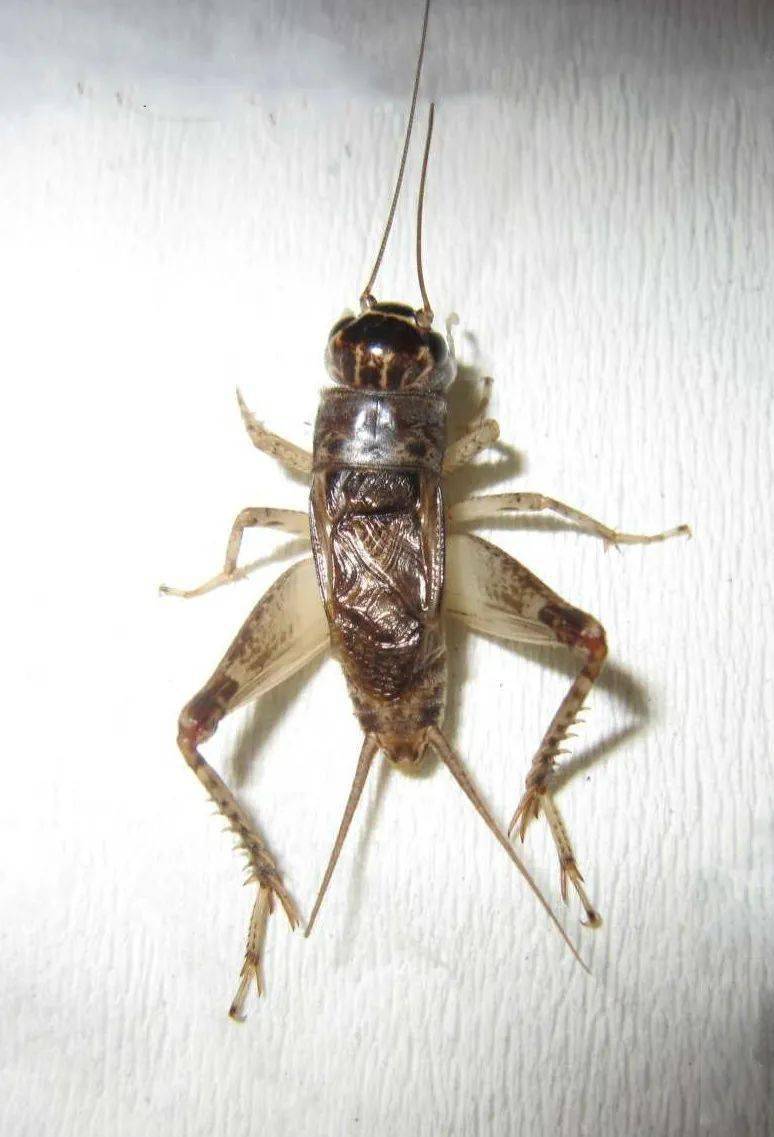 白牙青蟋蟀图片图片